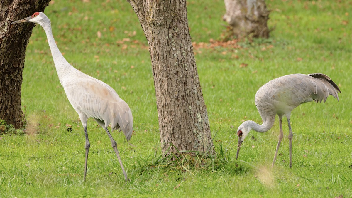 Sandhill Crane - ML610560656