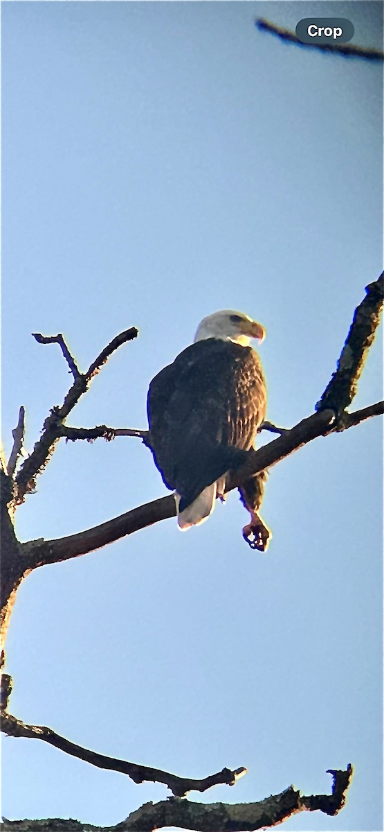 Bald Eagle - ML610560657