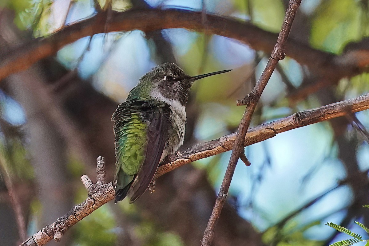 Anna's Hummingbird - ML610560671