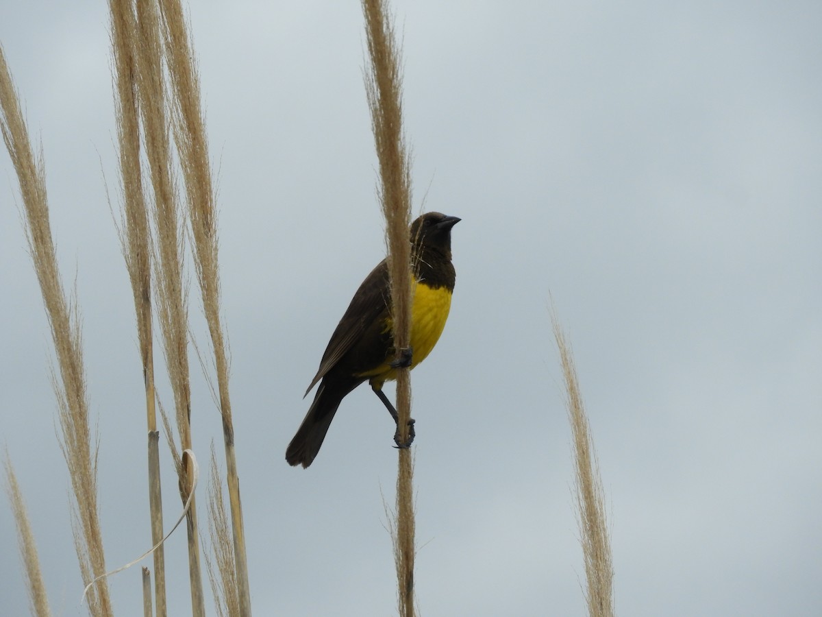 Brown-and-yellow Marshbird - inés otero