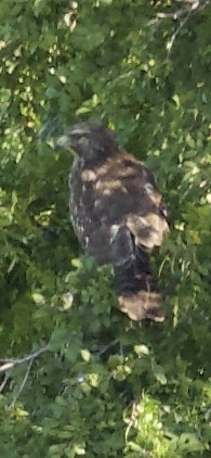 Red-shouldered Hawk - ML610560770