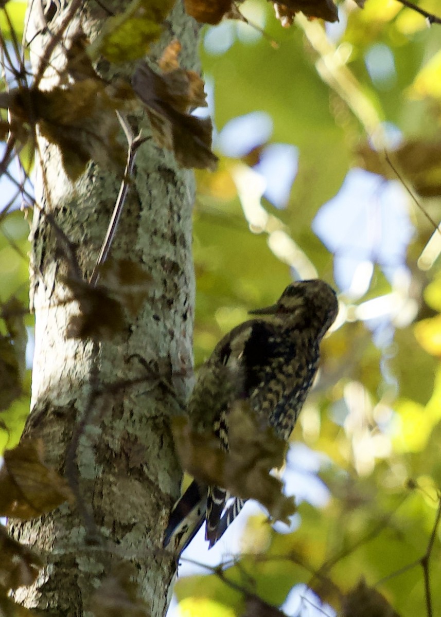 Yellow-bellied Sapsucker - ML610560782