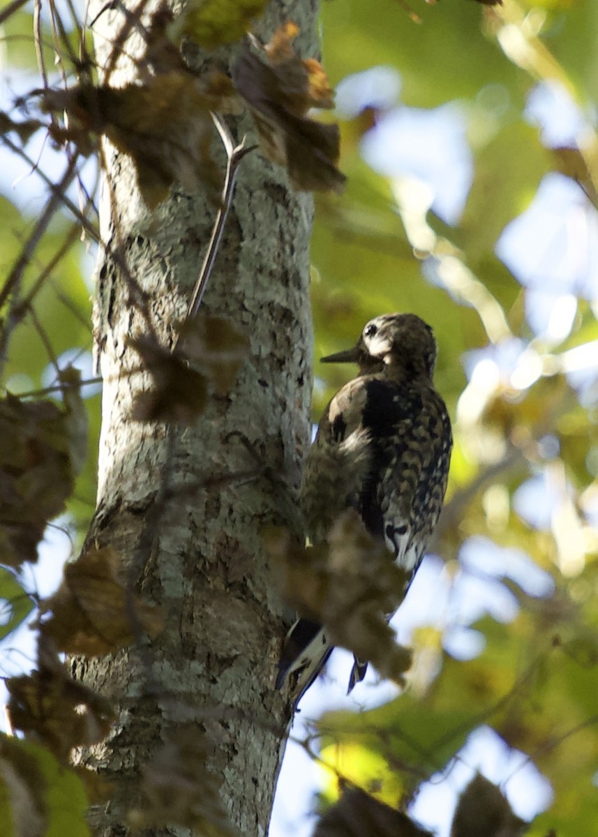 Yellow-bellied Sapsucker - ML610560783