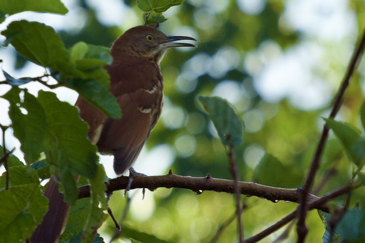 Brown Thrasher - ML610560804