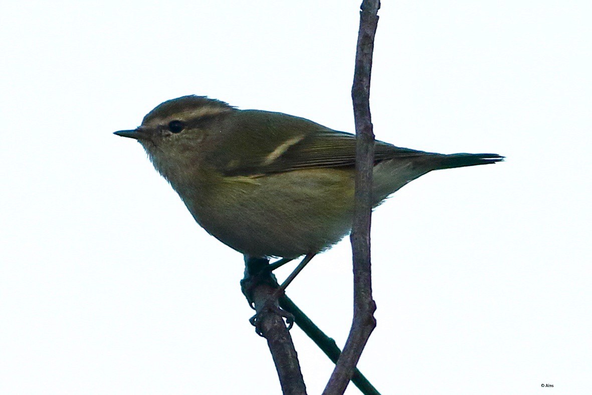 Hume's Warbler - ML610560827