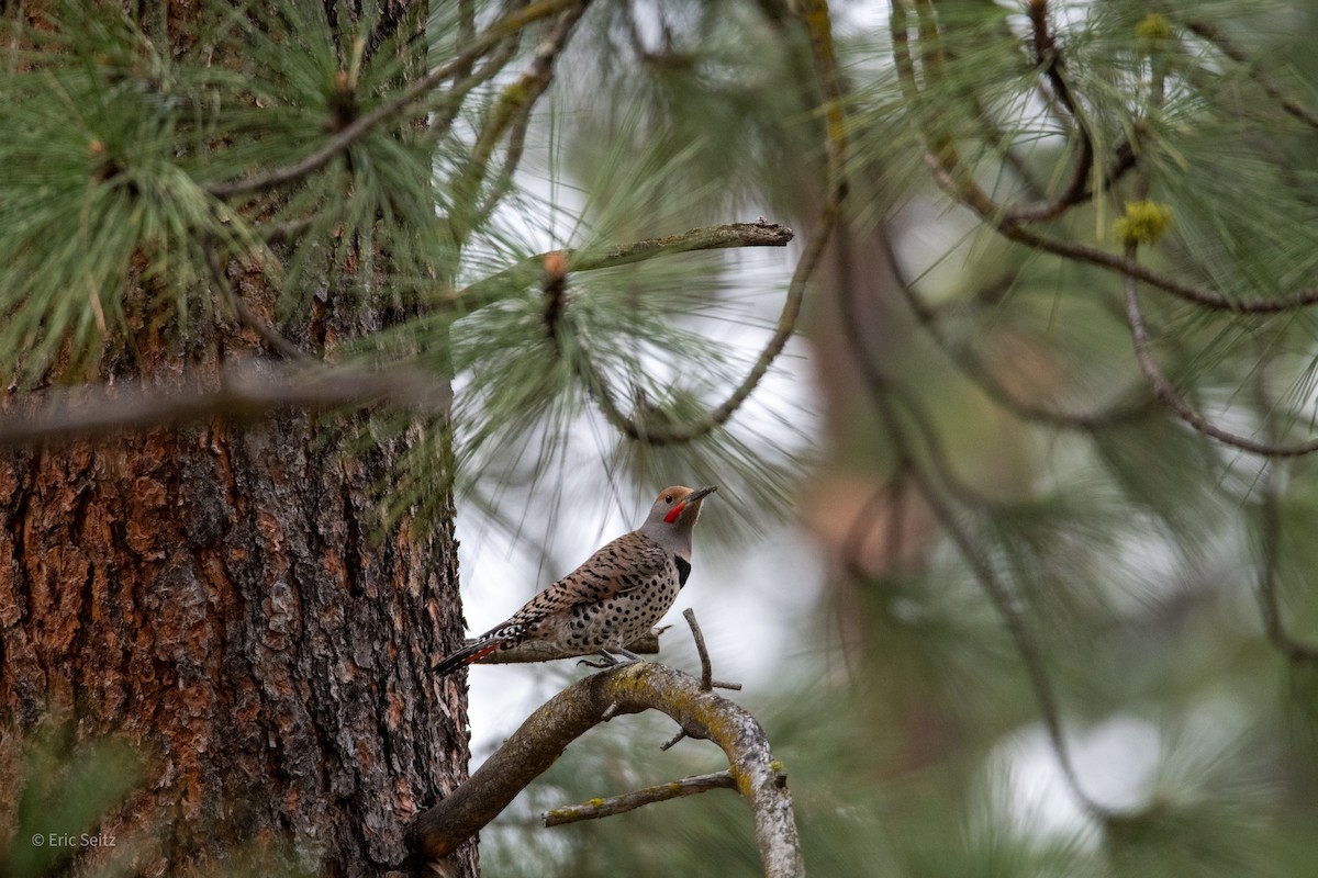 Northern Flicker - ML610560949