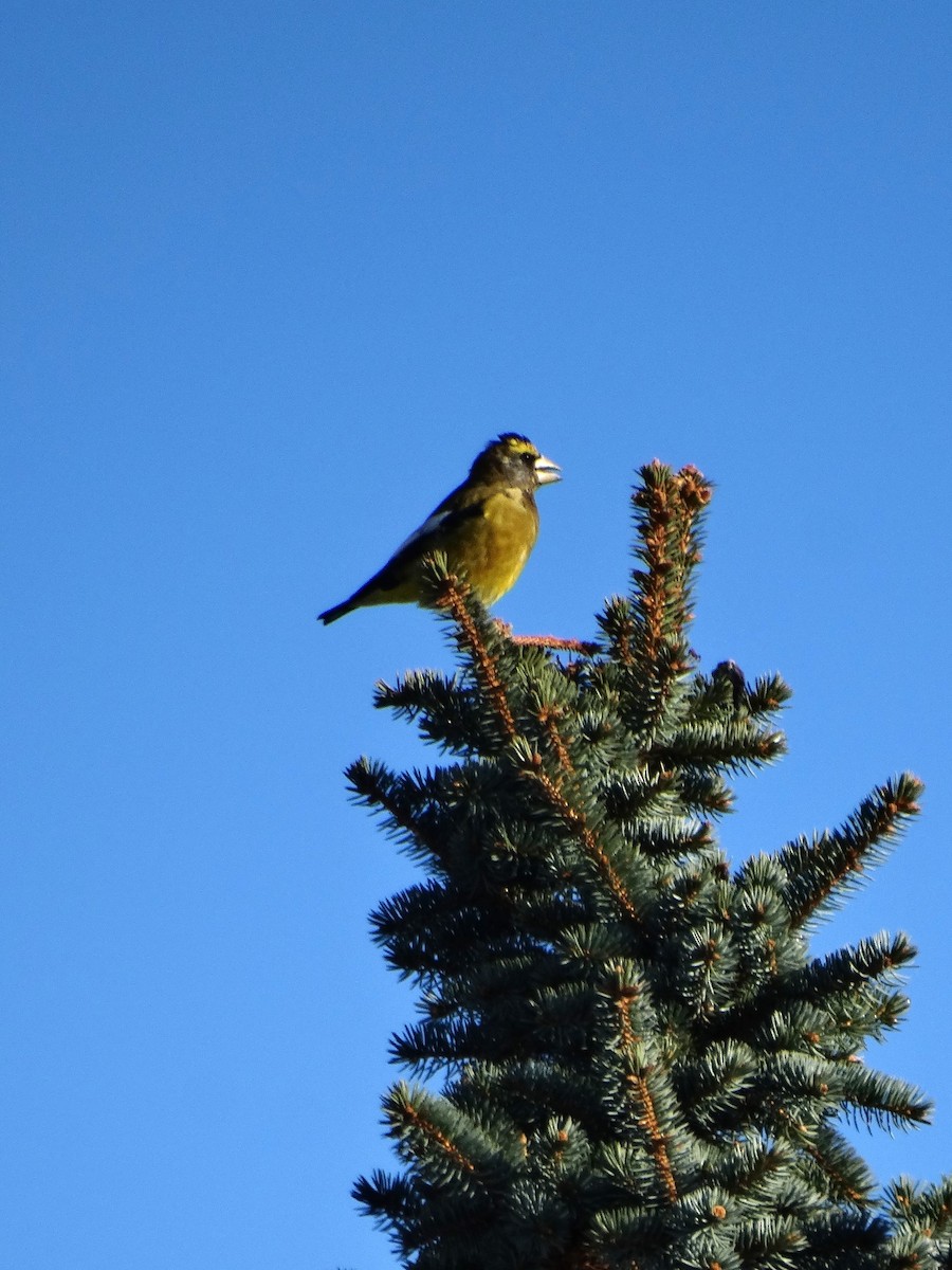 Evening Grosbeak - ML610560965