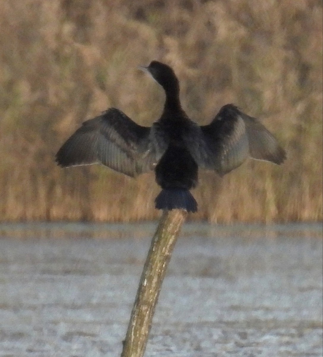 Pygmy Cormorant - Henryk Sułek