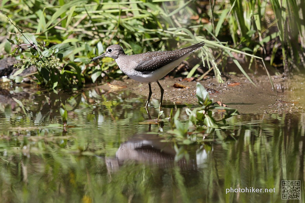 Solitary Sandpiper - ML610561096