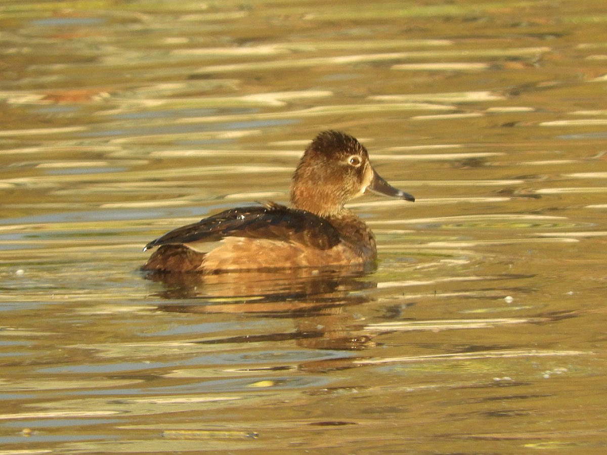 Ring-necked Duck - ML610561243