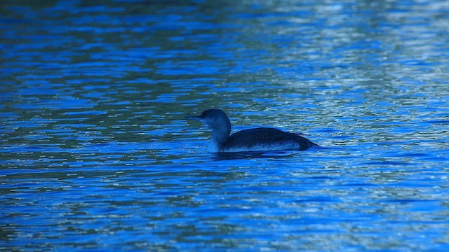 Red-throated Loon - ML610561255