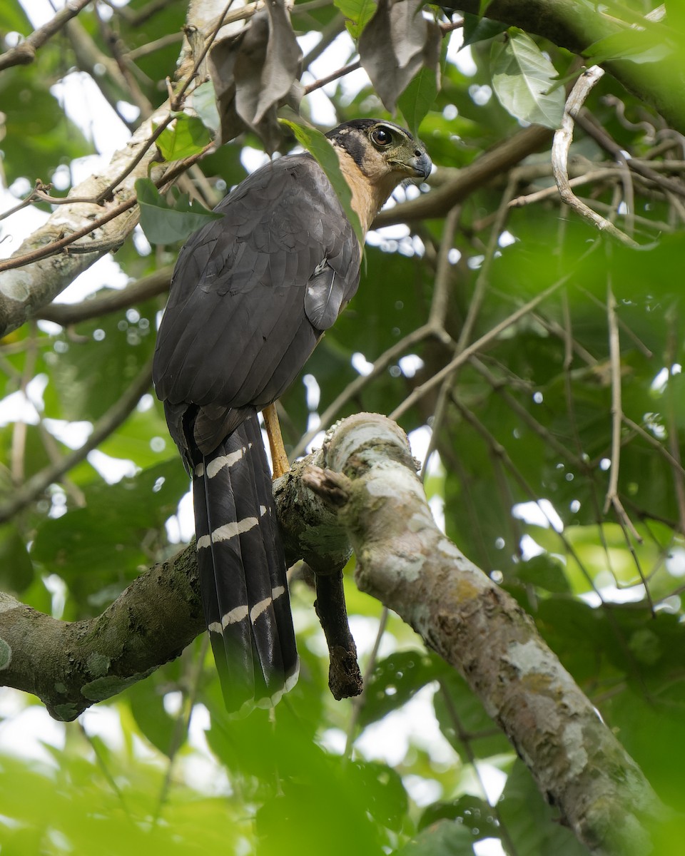 Collared Forest-Falcon - ML610561279