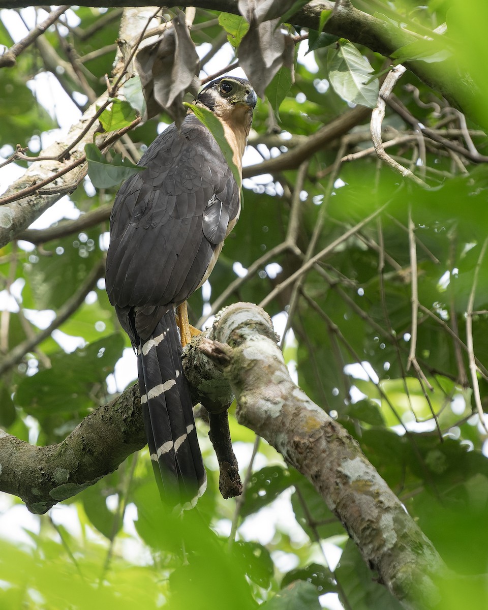 Collared Forest-Falcon - ML610561280