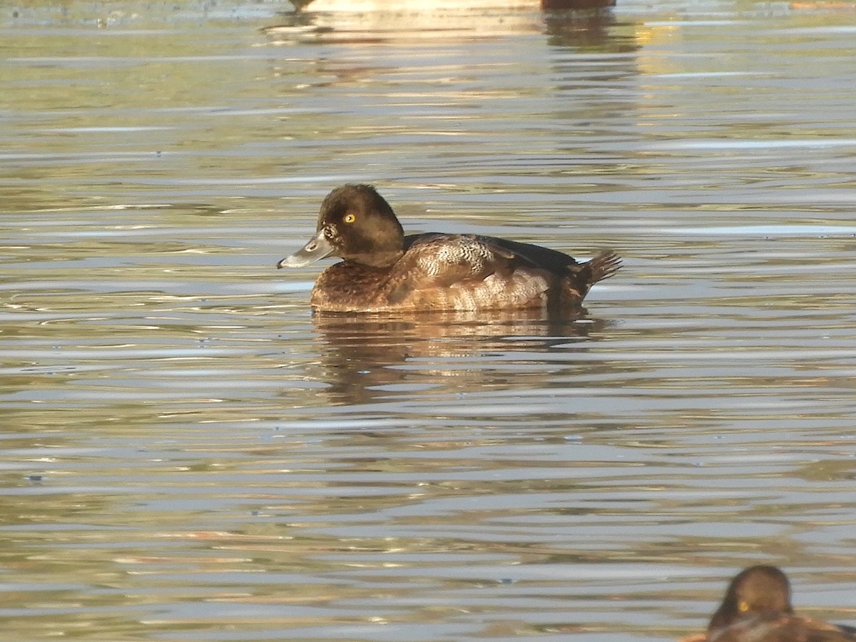 Lesser Scaup - ML610561304