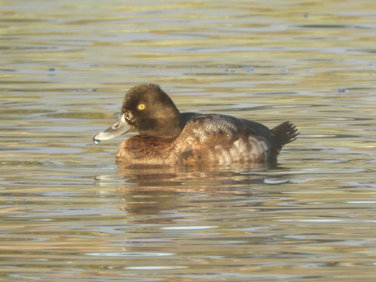 Lesser Scaup - Bob Boekelheide