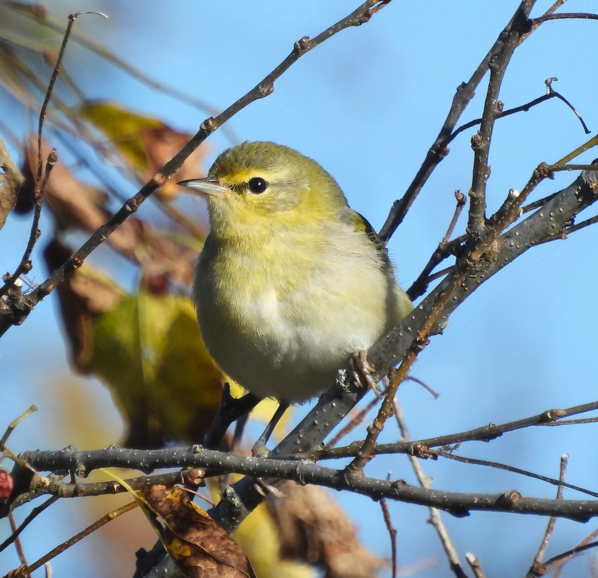 Tennessee Warbler - ML610561320