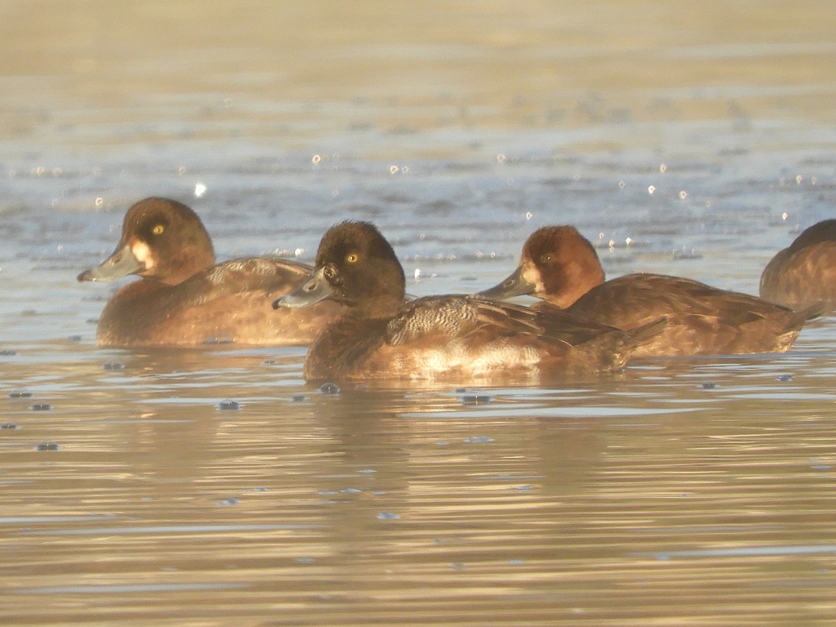 Lesser Scaup - ML610561328