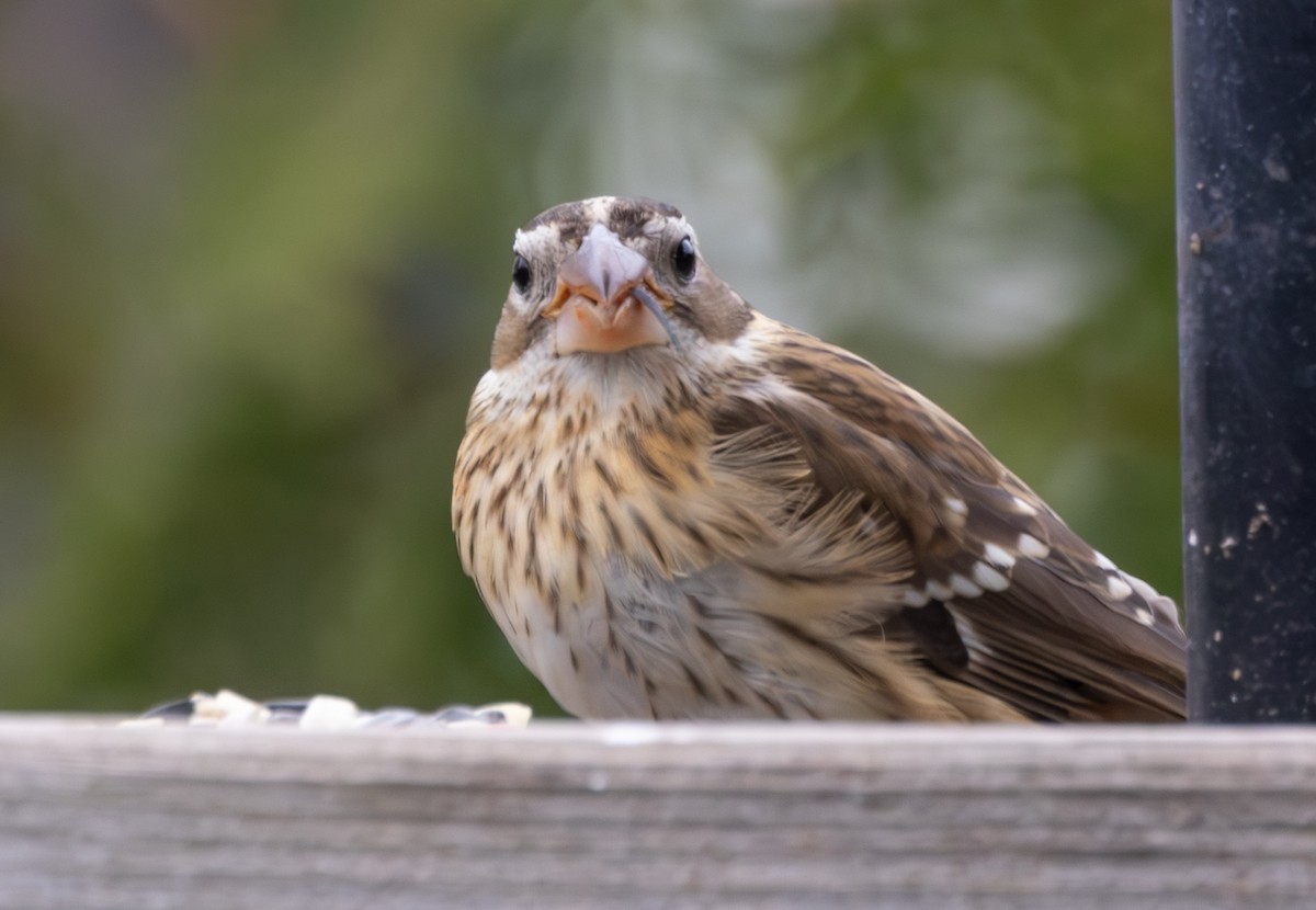 Rose-breasted Grosbeak - ML610561363