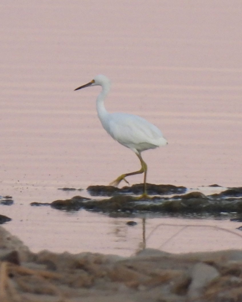 Snowy Egret - ML610561506