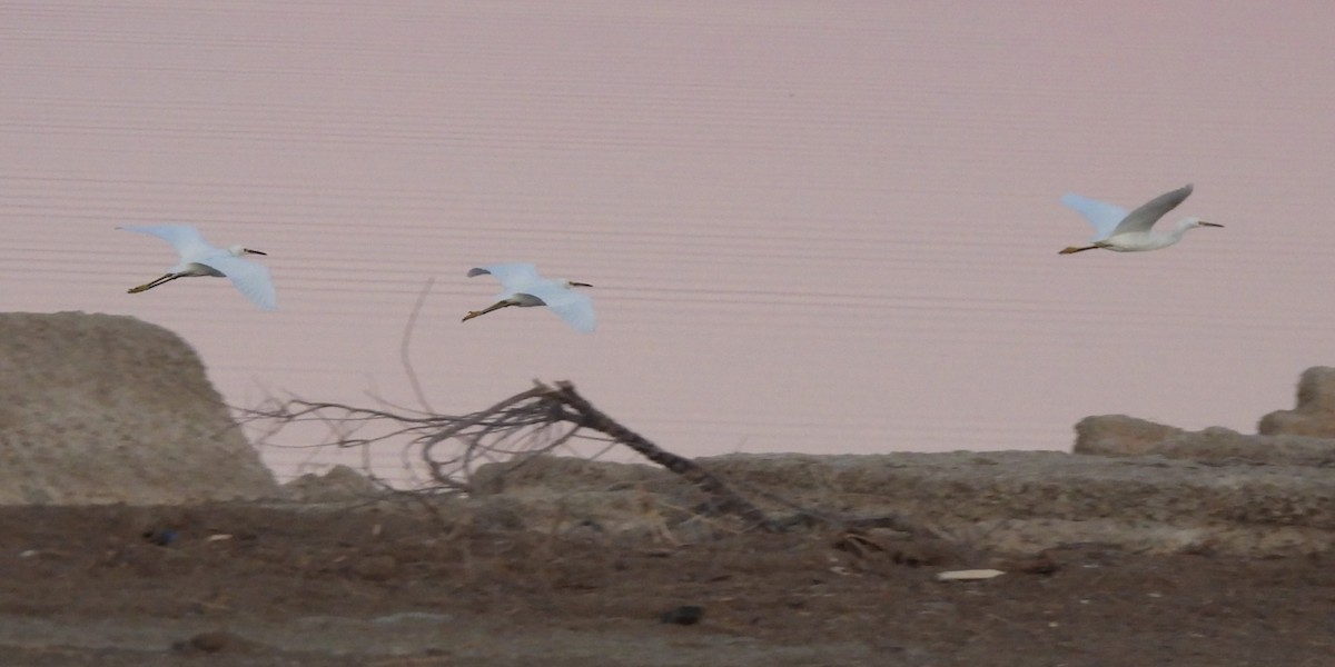 Snowy Egret - ML610561507