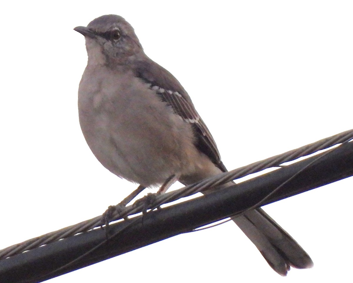 Northern Mockingbird - ML610561525