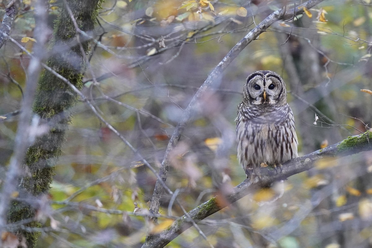 Barred Owl - ML610561526