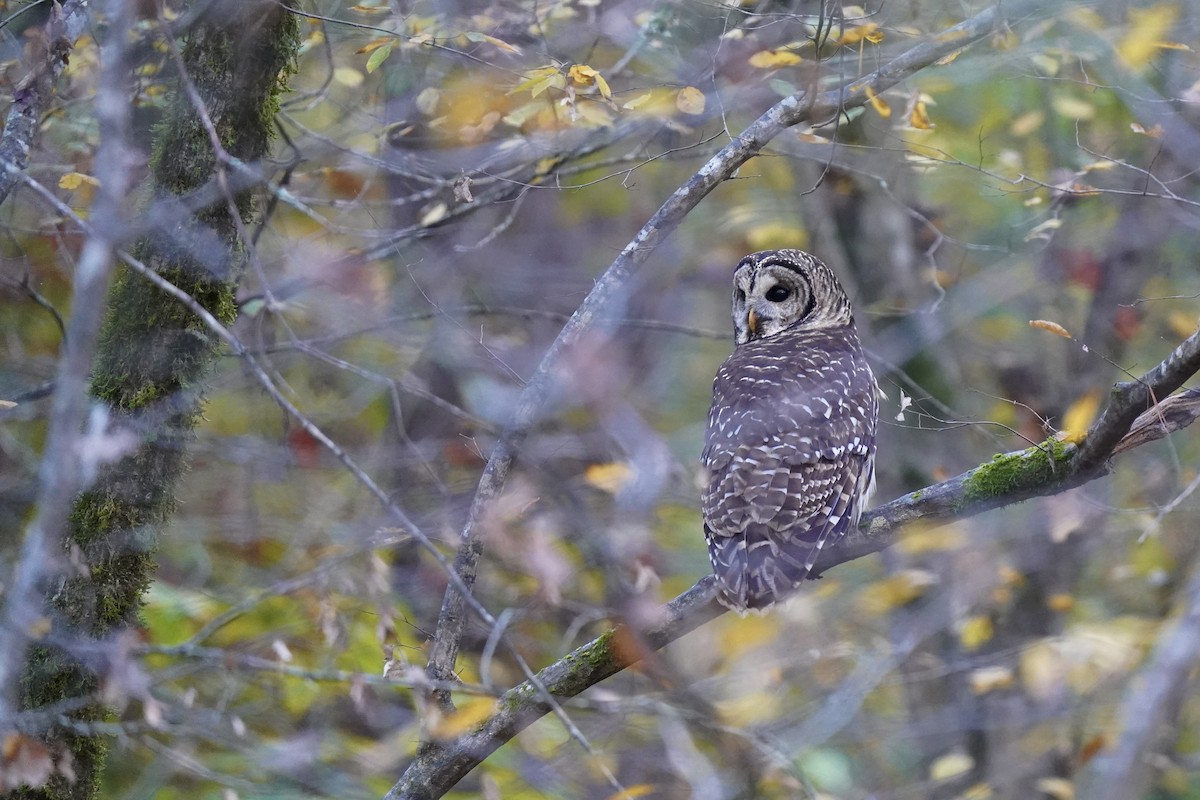 Barred Owl - ML610561528