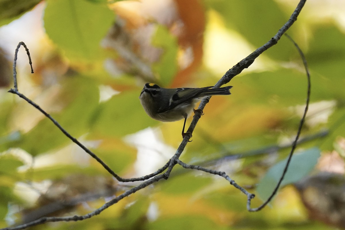 Golden-crowned Kinglet - ML610561550