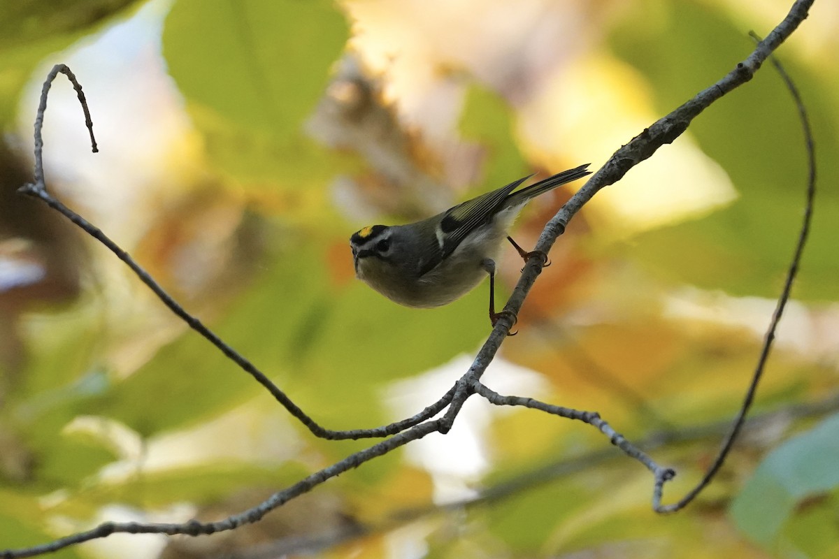 Golden-crowned Kinglet - ML610561551