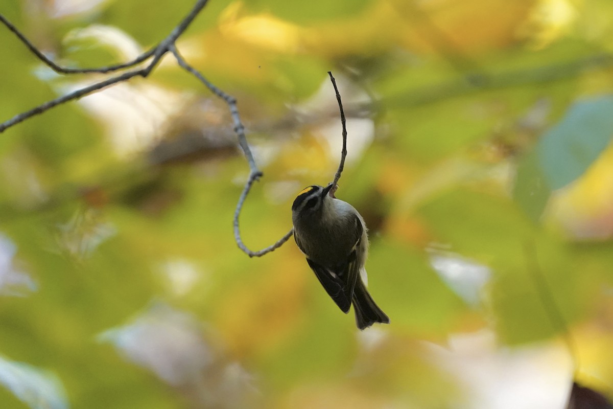 Golden-crowned Kinglet - ML610561552