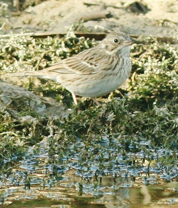 Vesper Sparrow - ML610561577