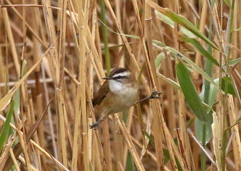 Moustached Warbler - ML610561599