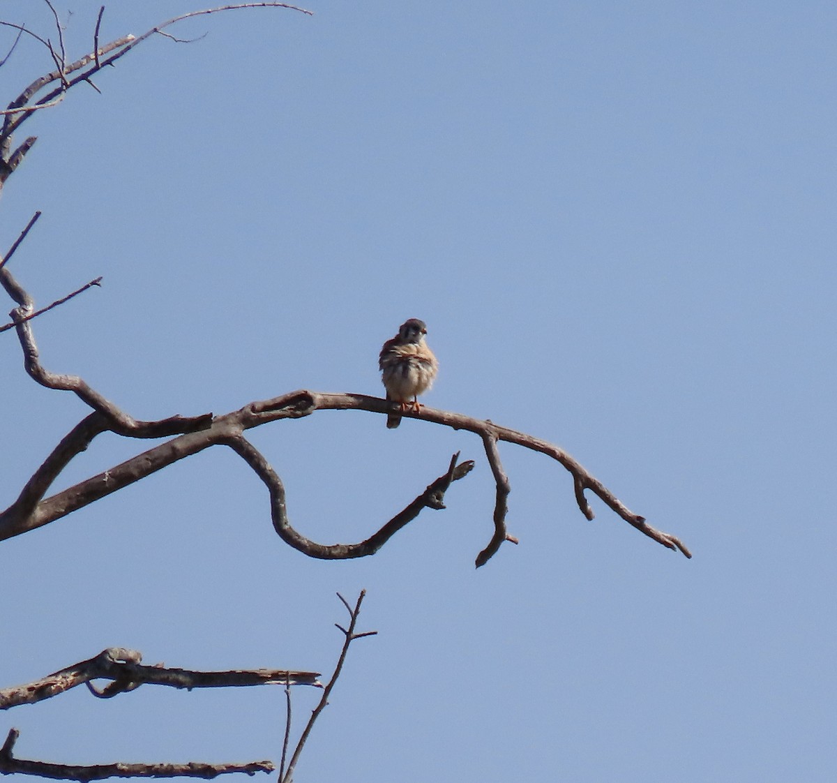 American Kestrel - ML610561611