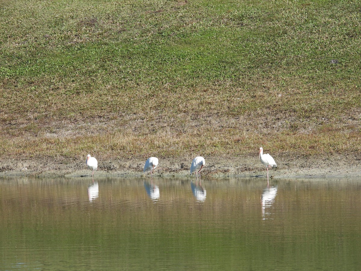 Ibis blanc - ML610561627