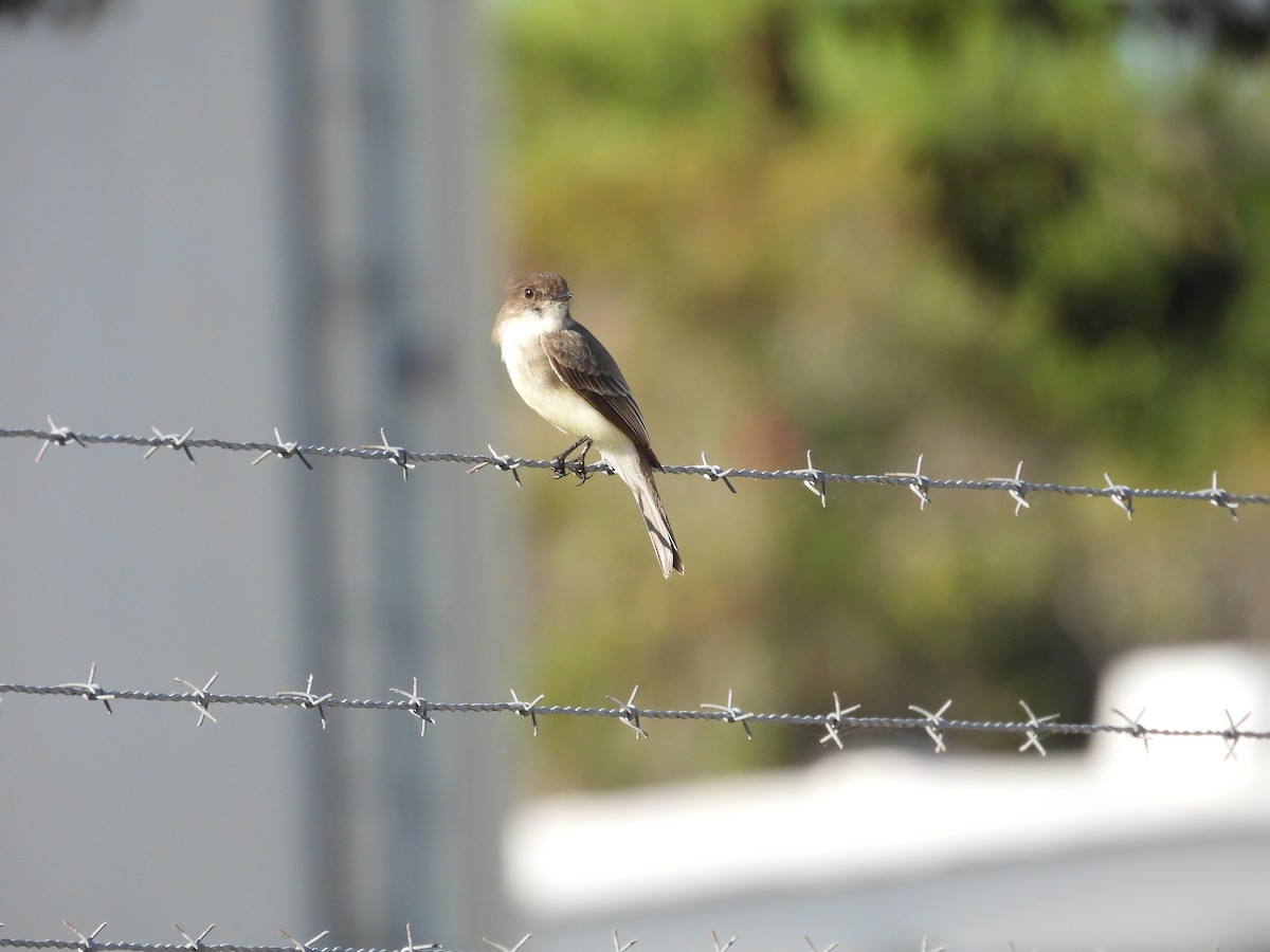 Eastern Phoebe - ML610561671