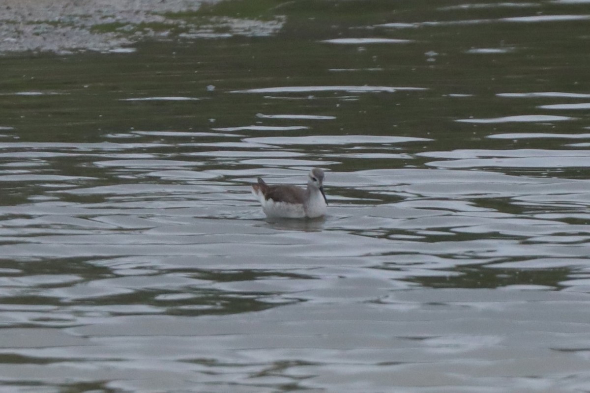 Wilson's Phalarope - Mark Gallagher