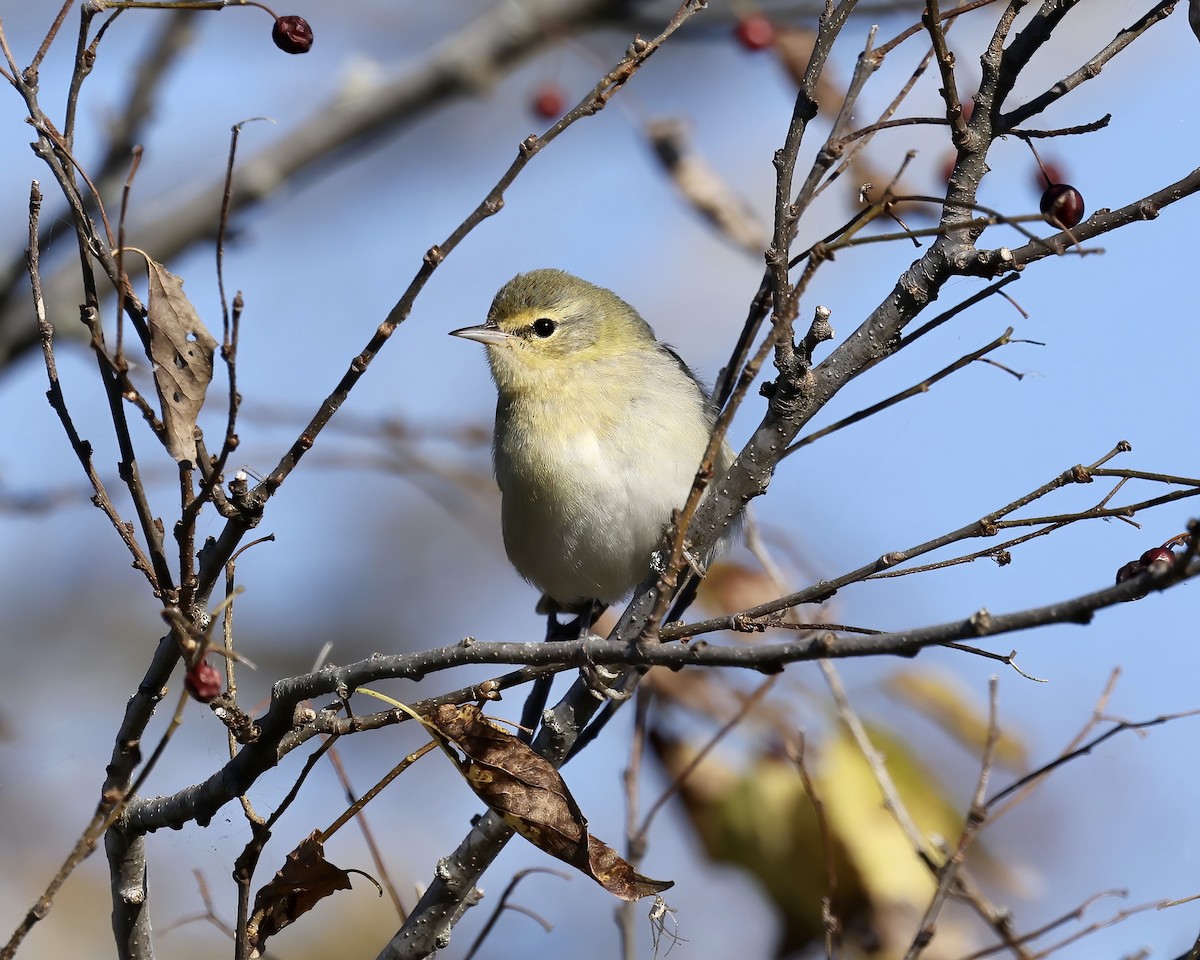 Tennessee Warbler - ML610561730