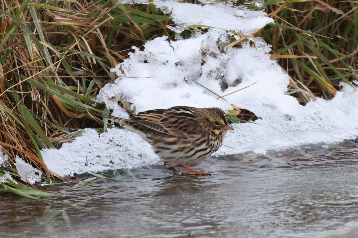 Savannah Sparrow - ML610561737