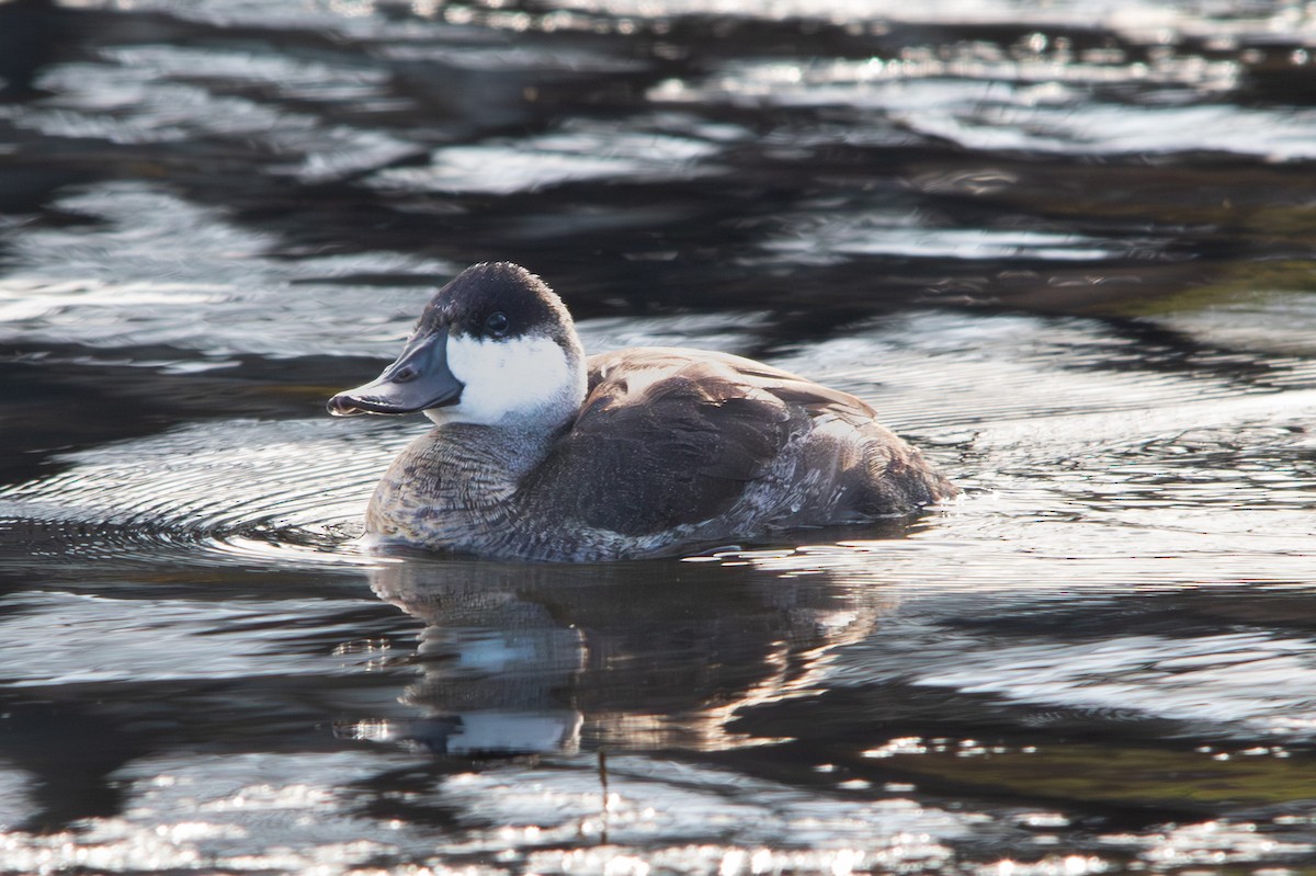 Ruddy Duck - ML610561785
