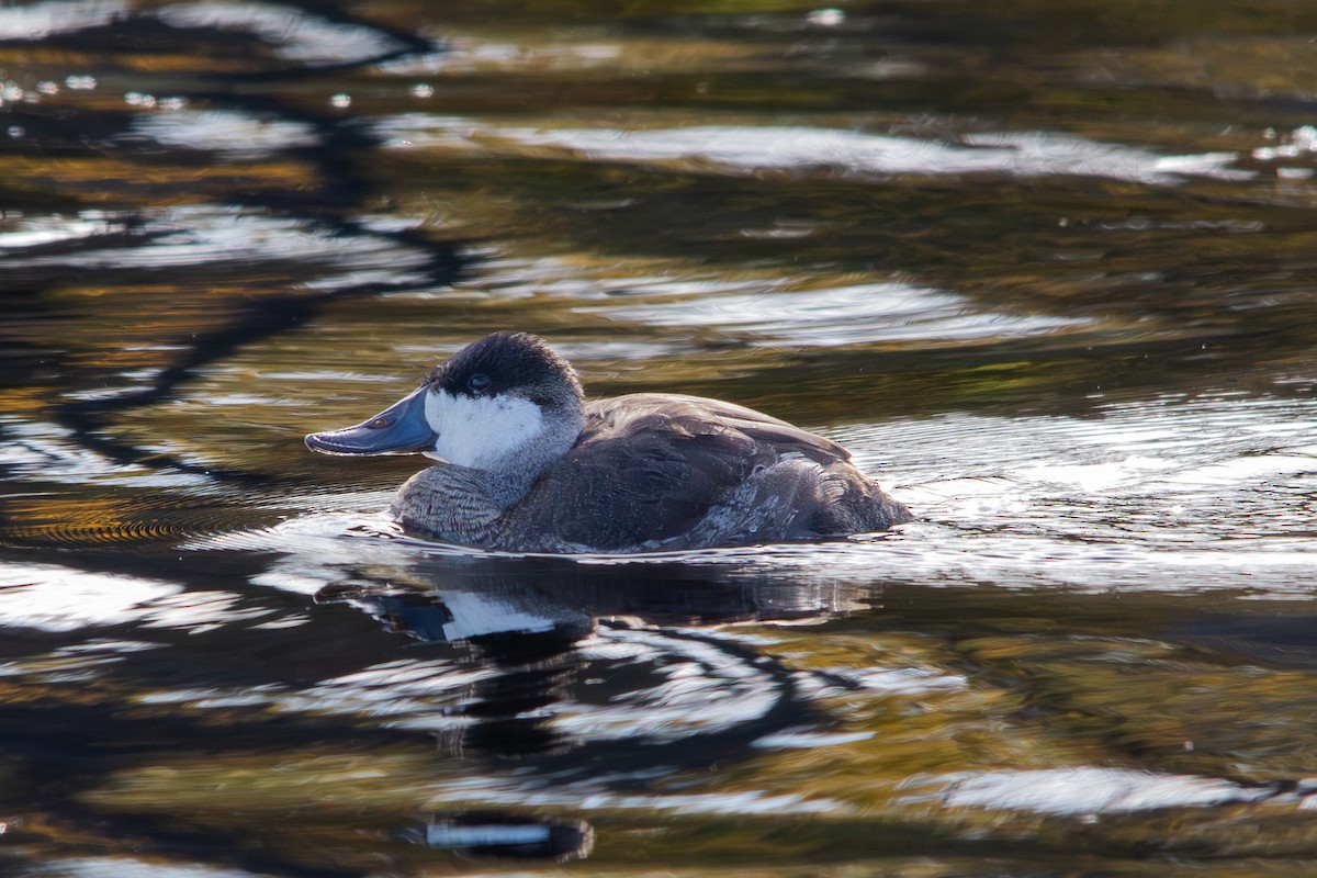 kachnice kaštanová - ML610561786
