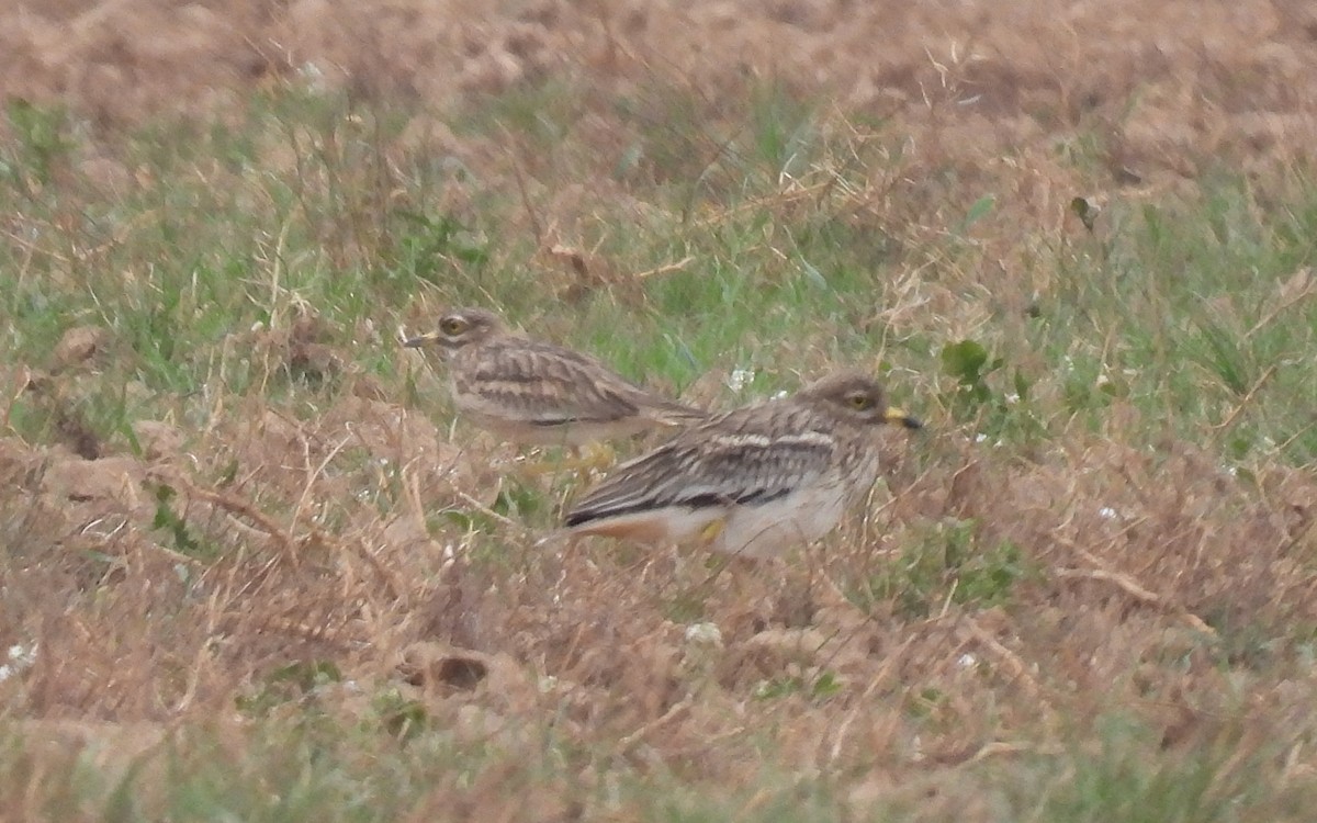 Eurasian Thick-knee - Paco Torres 🦆