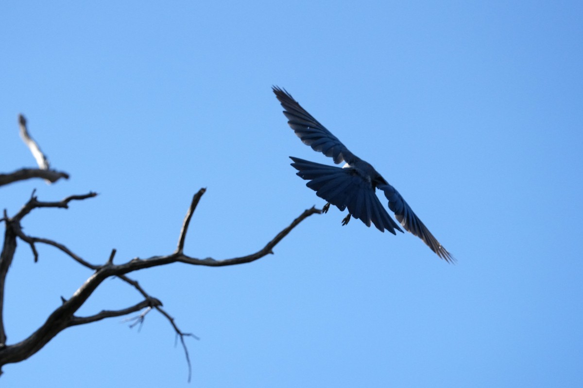 Mexican Jay - ML610561855