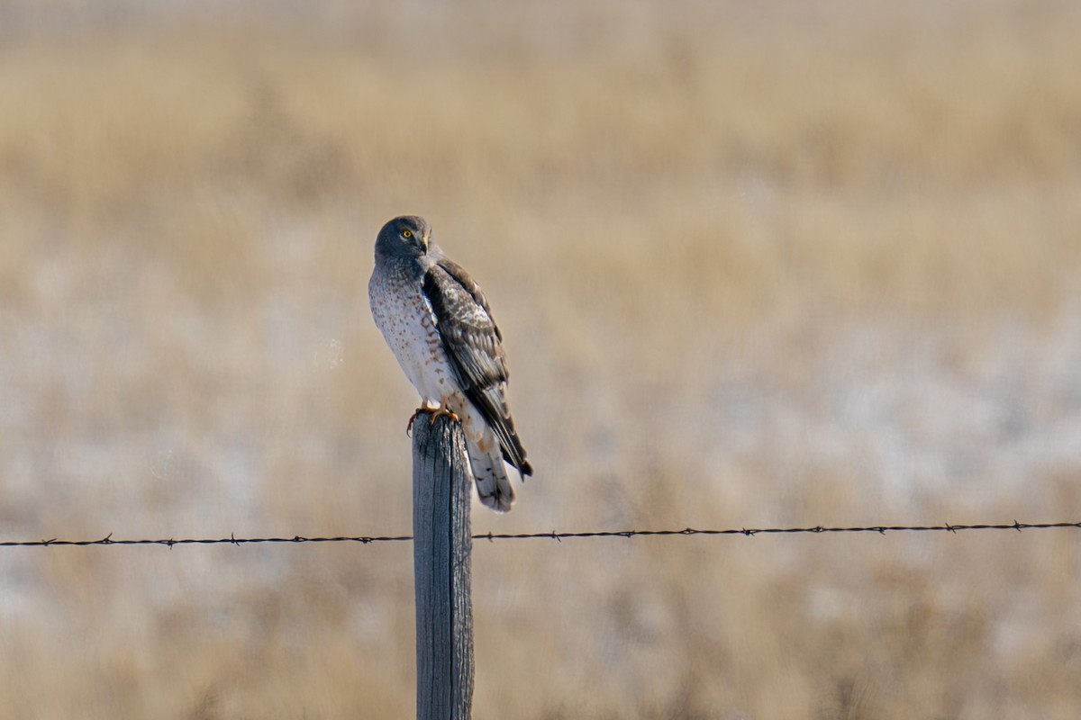 Northern Harrier - ML610561857