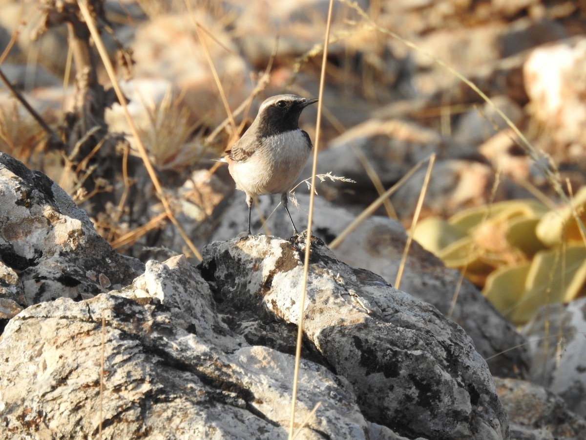 Kurdish Wheatear - ML610561867