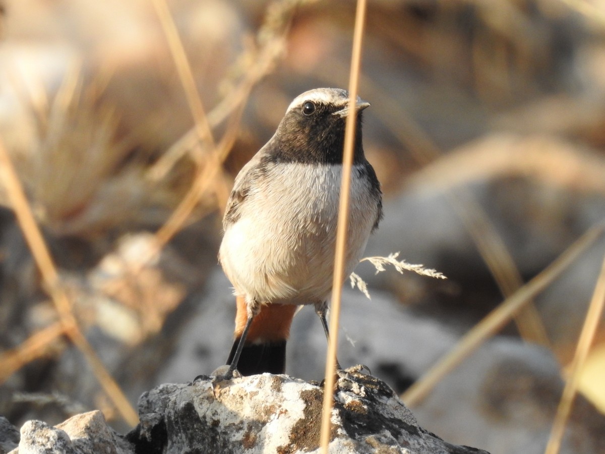 Kurdish Wheatear - ML610561868