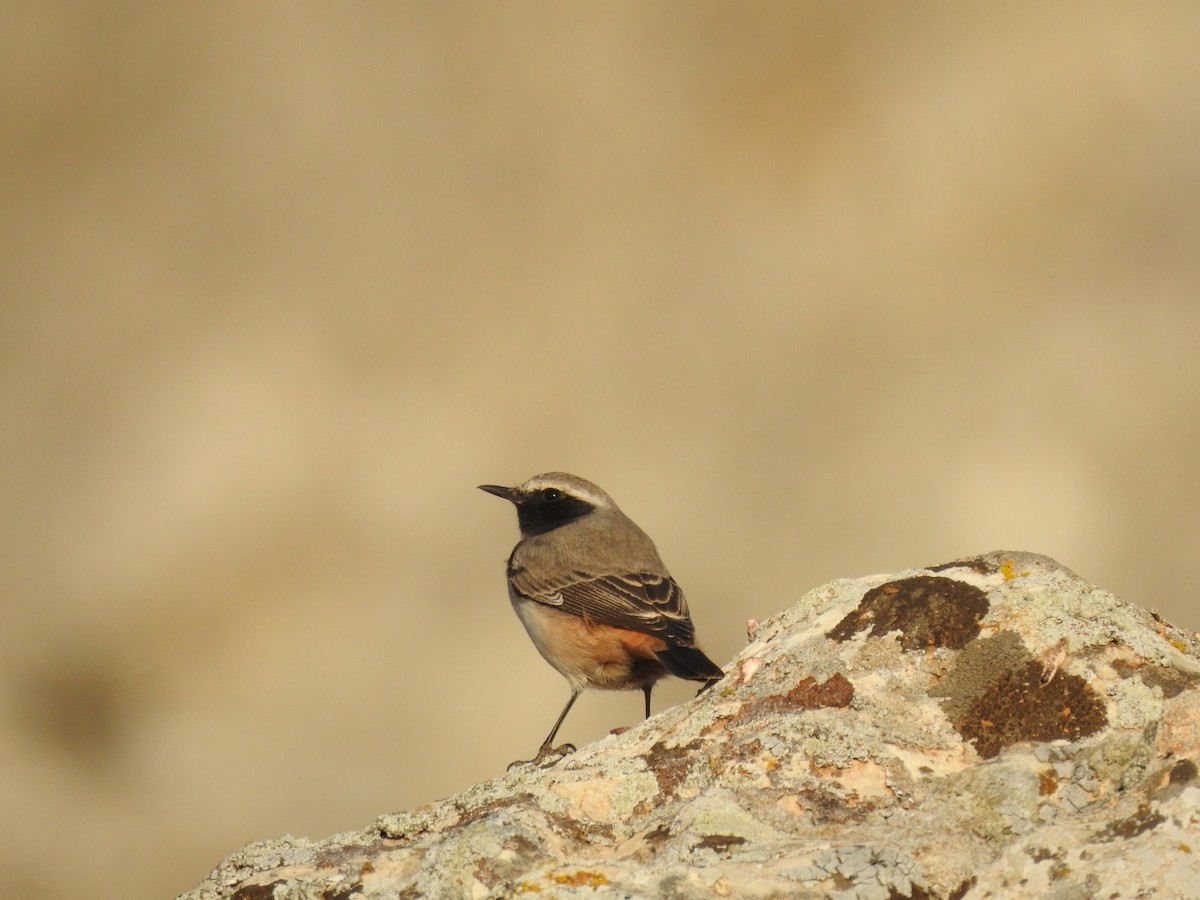 Kurdish Wheatear - ML610561895