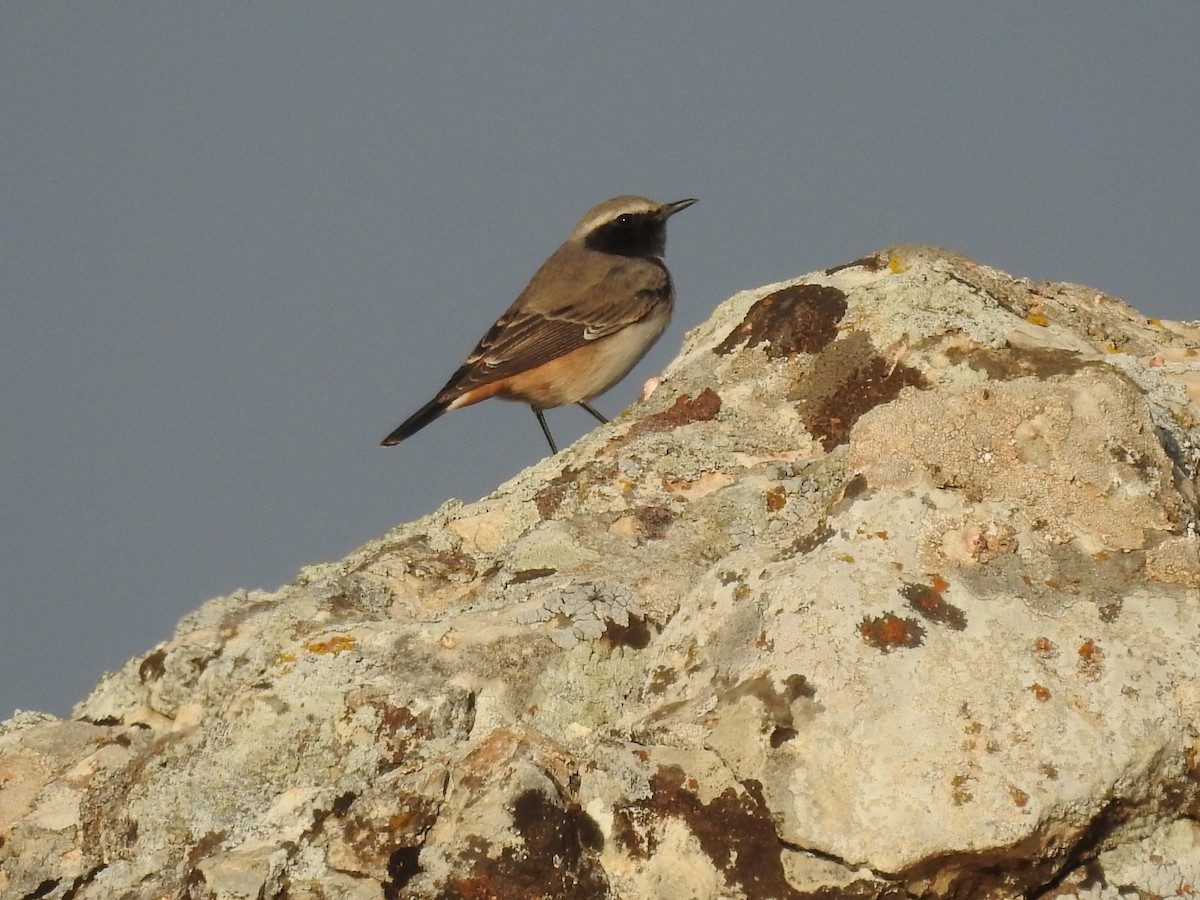 Kurdish Wheatear - ML610561896