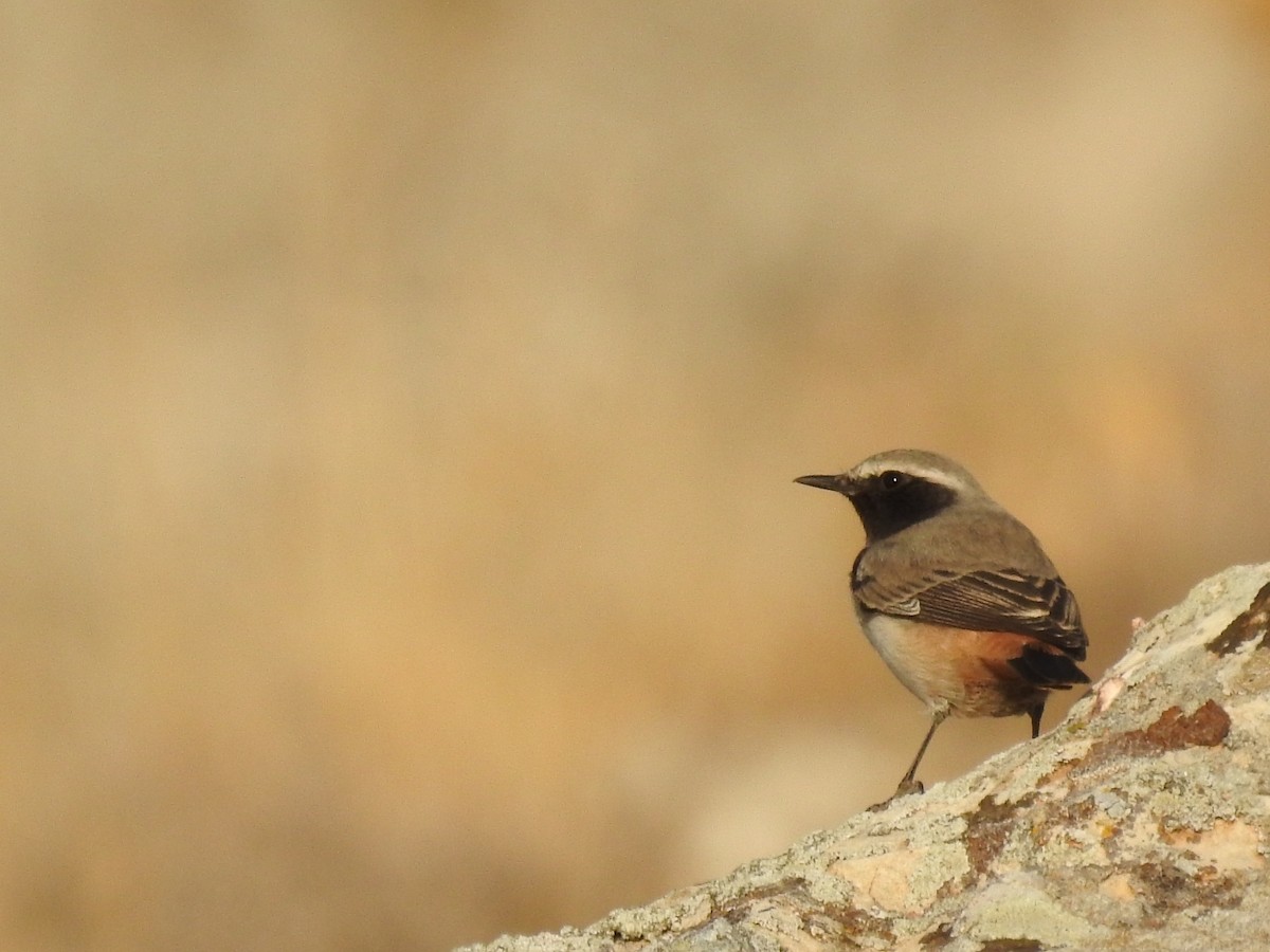 Kurdish Wheatear - ML610561897