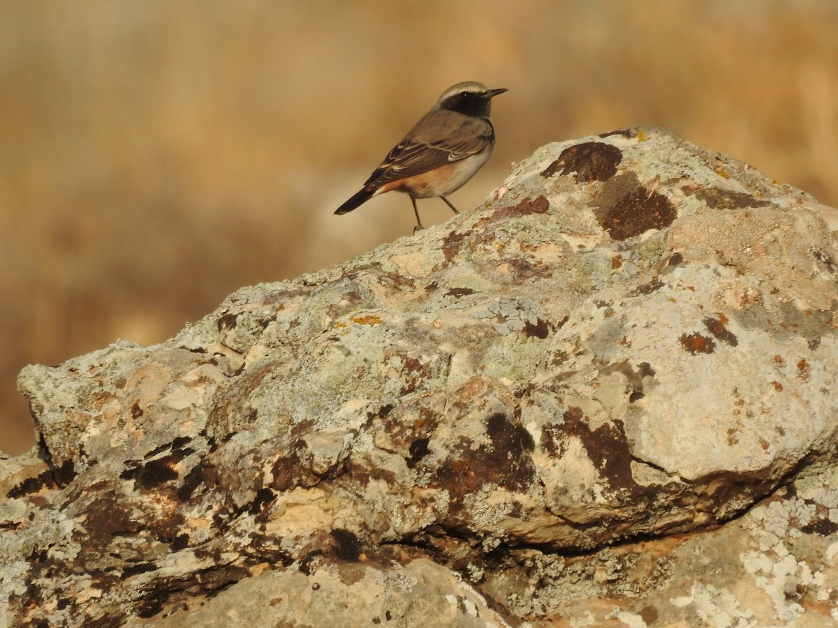 Kurdish Wheatear - ML610561900