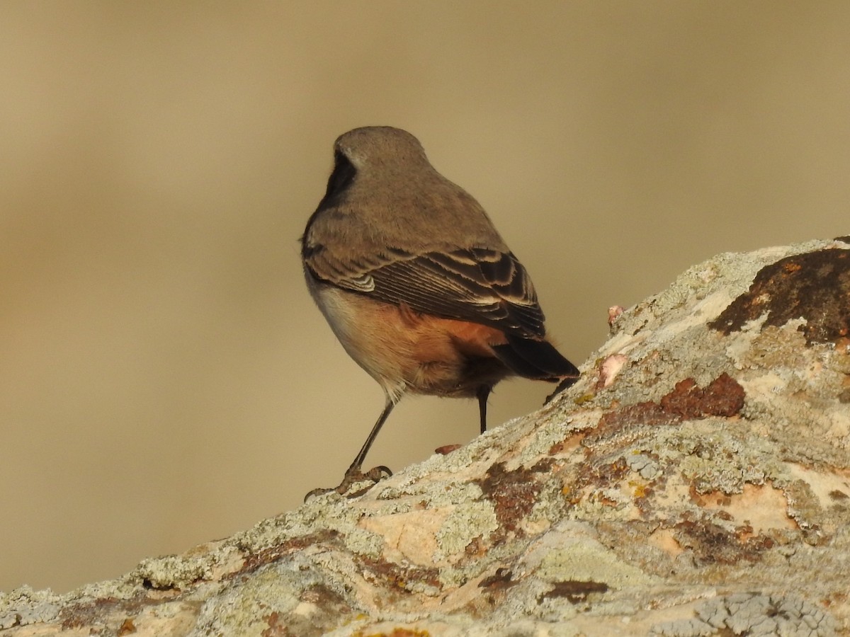 Kurdish Wheatear - ML610561901